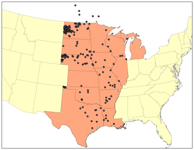Illustration for article titled Cougars Will Repopulate American Midwest In Next 25 Years